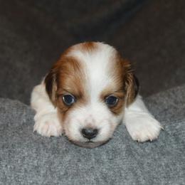 Dachshund Puppies from Mindy's Mini Dachshunds