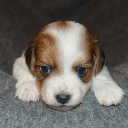 Dachshund Puppies from Mindy's Mini Dachshunds
