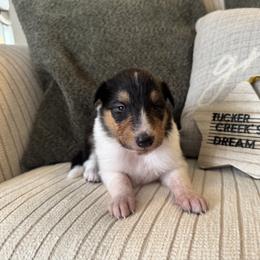 Dream - Black white and tan female Collie puppy in Charleston, West Virginia from Tucker Creek Collies