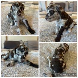 Chocolate Merle Girl - Merle female Goldendoodle puppy in Lancaster, South Carolina from Silver Hill Farm SC