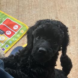 Black boy puppy - Black male Poodle puppy in Chandler, Oklahoma from Nipigon Miniature Poodles
