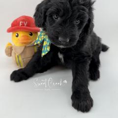 Newfoundland, Newfypoo, and Sheepadoodle Puppies from Sweet Creek Pups