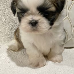 Shih Tzu Puppies from Willow Lane Shih Tzus