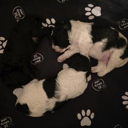 Cavapoo puppies from Steel Horse Kennels Inc