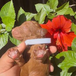 Rosie - Red  female Poodle puppy in Corona, California from Garden Of Poodles