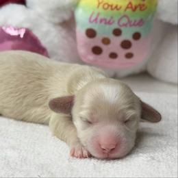 Kichi - Cream female Dachshund puppy in Fayetteville, North Carolina from RRD