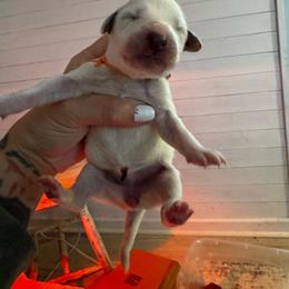 Double chin - White and black female Dalmatian puppy in Stanchfield, Minnesota from Darling Dalmatians