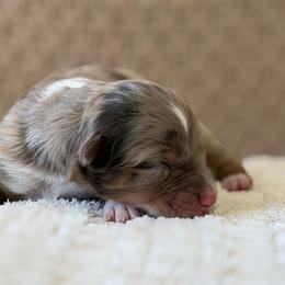 Girl 1 - Red merle female Australian Shepherd puppy in Oakridge, Oregon from Middle Fork Australian Shepherds