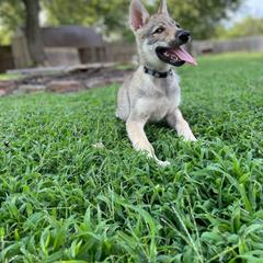 Boy 4 - Czechoslovakian Vlcak puppy in Florida from DireWolf Pack