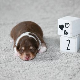 Girl 3 - Red tri-color female Australian Shepherd puppy in Rochester, Massachusetts from Clover Creek Aussies