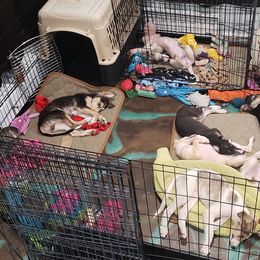 Silken Windhound Puppies from Silken Agents of CSBeck