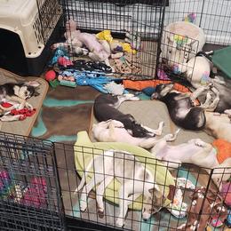 Silken Windhound Puppies from Silken Agents of CSBeck