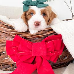 Bernedoodle and Cavapoo Puppies from Wonderful World Doodles