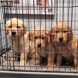 Golden Retriever Puppies from Arkansas River Golden Retrievers