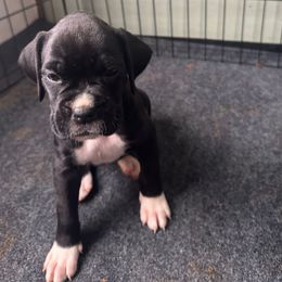 Girl 1 - Brindle female Boxer puppy in Lakeland, Florida from Cote's Boxers