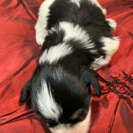River - Parti male Miniature Schnauzer puppy in Kentucky from Mrs Bs Teeny Schnauzers & Doodles