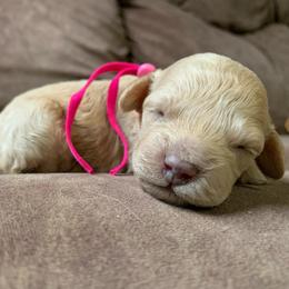 Tansy - Golden female Cockapoo puppy in Bedford, Iowa from Our Father’s Doodles