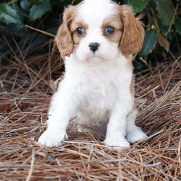 Mia - Blenheim female Cavalier King Charles Spaniel puppy in Lula, Georgia from Cavaliers by Crumley