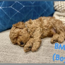 BMW (Beamer) - Apricot male Assorted Doodle Crosses puppy in West Haven, Utah from The Cava Labdoodles