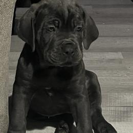 Cane Corso Puppies from Elite Legacy Corsos