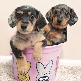 Dachshund puppies from Mimis dainty daxis