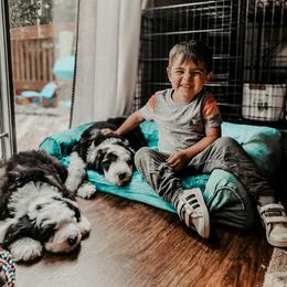 Sheepadoodle Puppies from DOODCompany