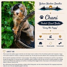 Tostito - female Australian Mountain Doodle puppy in Port Orchard, Washington from Yukon Harbor Doodles