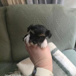 Ella - Black and white female Havanese puppy in Melba, Idaho from Lawson Havanese