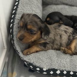 Dachshund Puppies from Doxi Delights