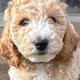 Shepherd - Cream Goldendoodle puppy in Arlington, Texas from Kel's Tails Poodles & Doodles