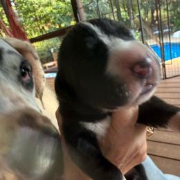Black-White - Mantle male Great Dane puppy in Greenville, South Carolina from Allen’s Ridge Ranch