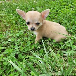 Girl 4 - Merle female Chihuahua puppy in Warsaw, Virginia from B&D Chihuahuas