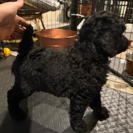 Girl 2 - Black female Poodle puppy in Walpole, Massachusetts from Harborstone Poodles and Terriers