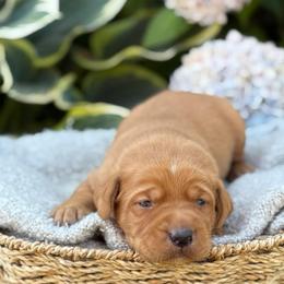 Gordy - Yellow male Labrador Retriever puppy in Puyallup, Washington from 12 Door Farm Labradors