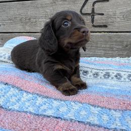 Dachshund Puppies from 4E Dachshunds