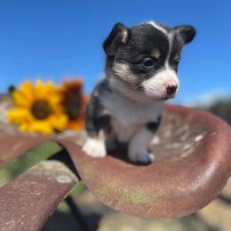 Pembroke Welsh Corgi Puppies from Top-Notch Paws