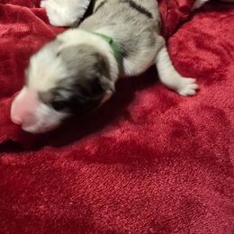 Mr Green - Black and white male Border Collie puppy in San Tan Valley, Arizona from Sherry's Border Collies