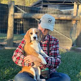 Missy - Beagle