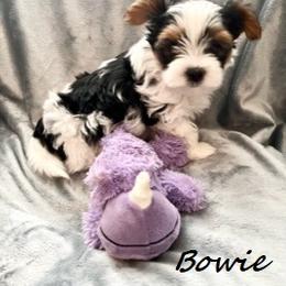 Yorkshire Terrier Puppies from Sweet Creations Yorkies