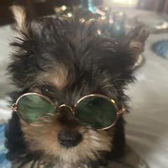 Sporty Mix Puppies from Shirley's Yorkie poos