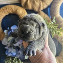 Chinese Shar-Pei Puppies from DCSHARPEI