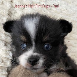 Eurydice - Black and white female Pomsky puppy in Cottrellville, Michigan from My Half Pint Pups