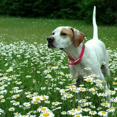 Pointers and Weimaraners from Silvershot Weimaraners and Pointers