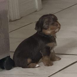 Rolly AKC - Chocolate and tan male Yorkshire Terrier puppy in Labelle, Florida from Chocolate and Parti Yorkies in Florida