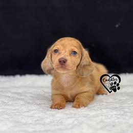 Archie - Dapple male Dachshund puppy in Nashville, Arkansas from Cuddles n Curls