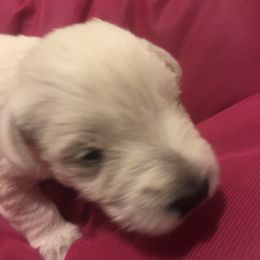 Miniature Schnauzer and Poodle Puppies from Bits & Bytes Farm