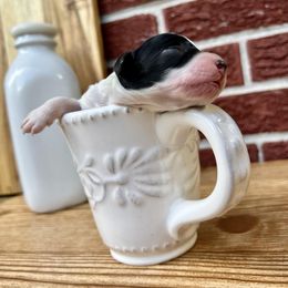 Goldendoodle and Poodle Puppies from SnickerDoodlePups