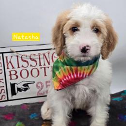 Natasha - Red female Bernedoodle puppy in Neillsville, Wisconsin from Granton Creek