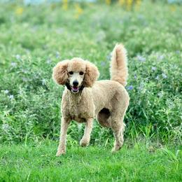 Millie - Poodle