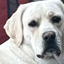 Iko - Labrador Retriever